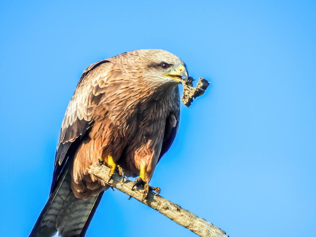 Black Kite - ML638784366