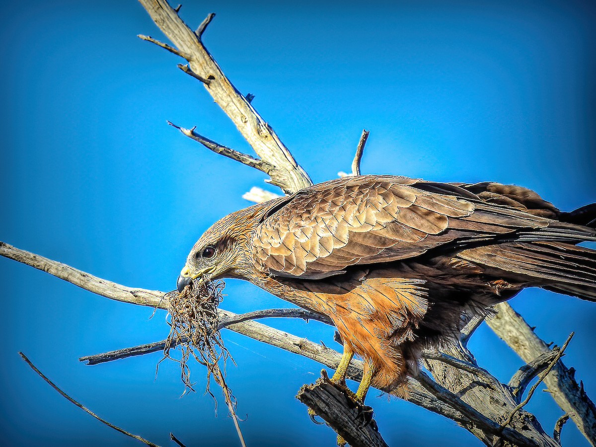 Black Kite - ML638784367