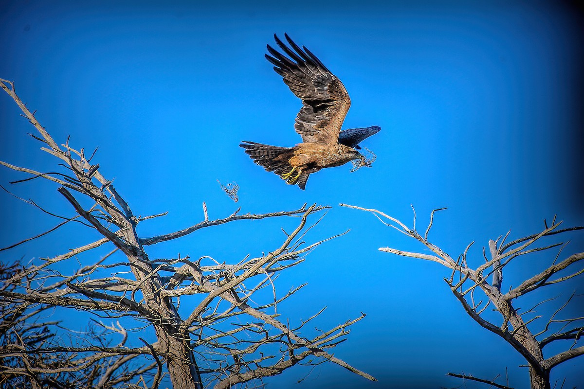 Black Kite - ML638784368