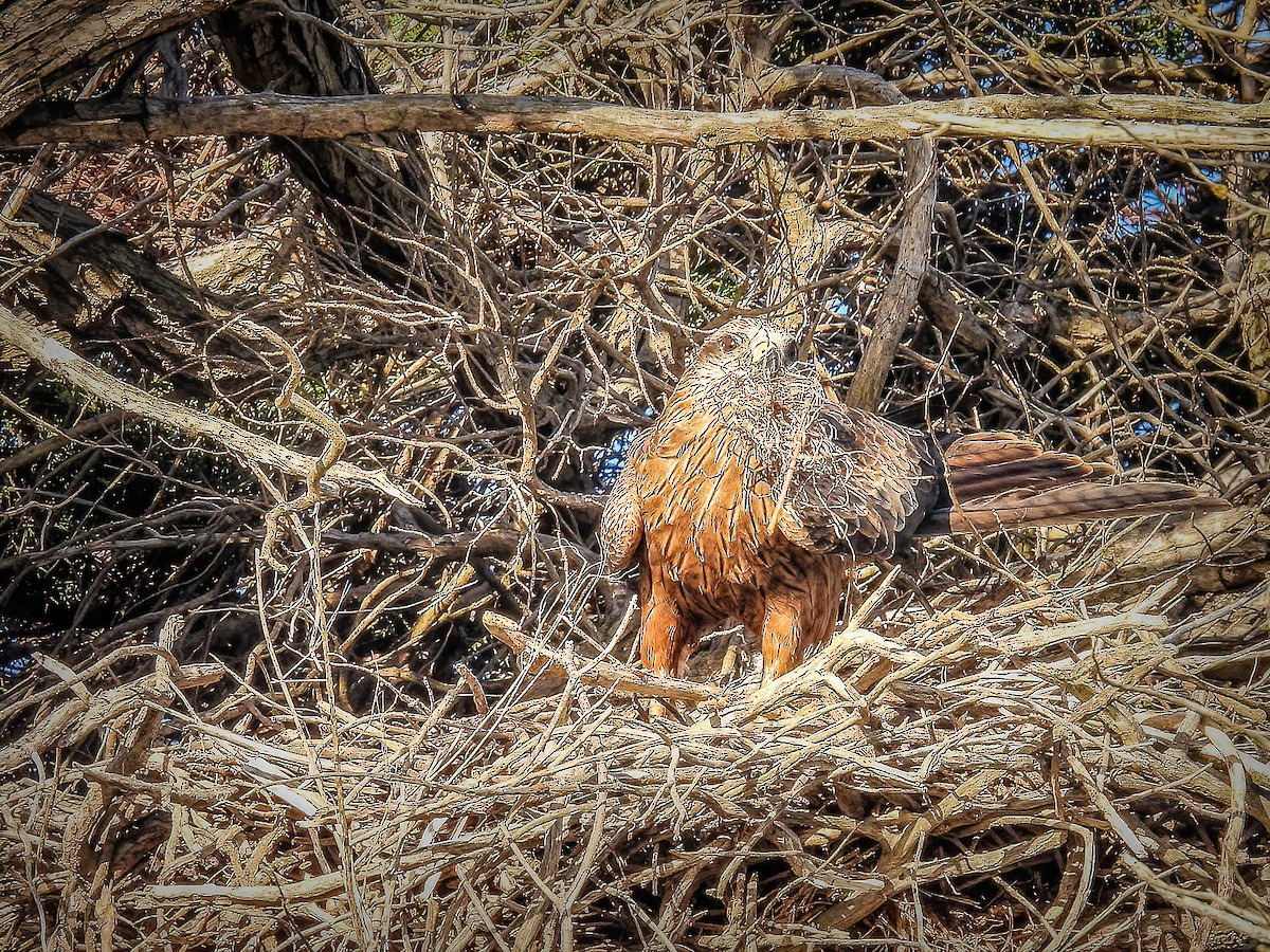 Black Kite - ML638784369