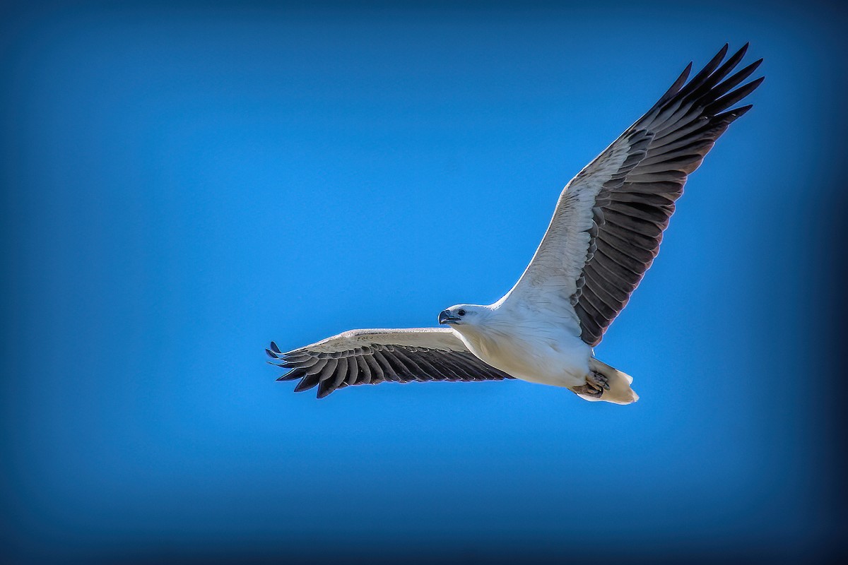 White-bellied Sea-Eagle - ML638784372