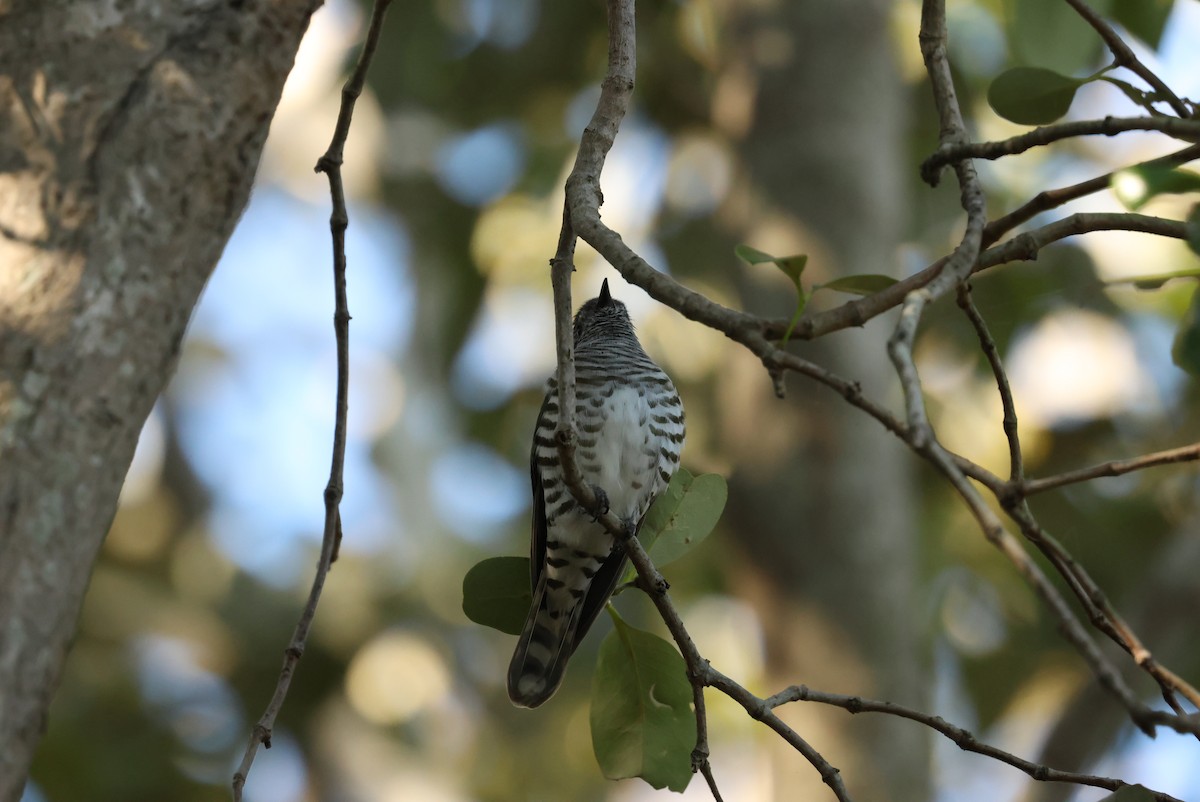 Shining Bronze-Cuckoo - ML638784376