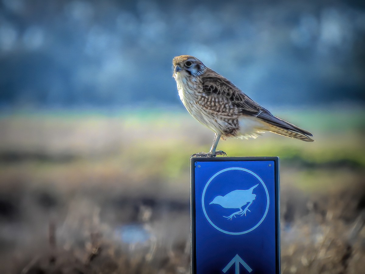 Brown Falcon - ML638784377