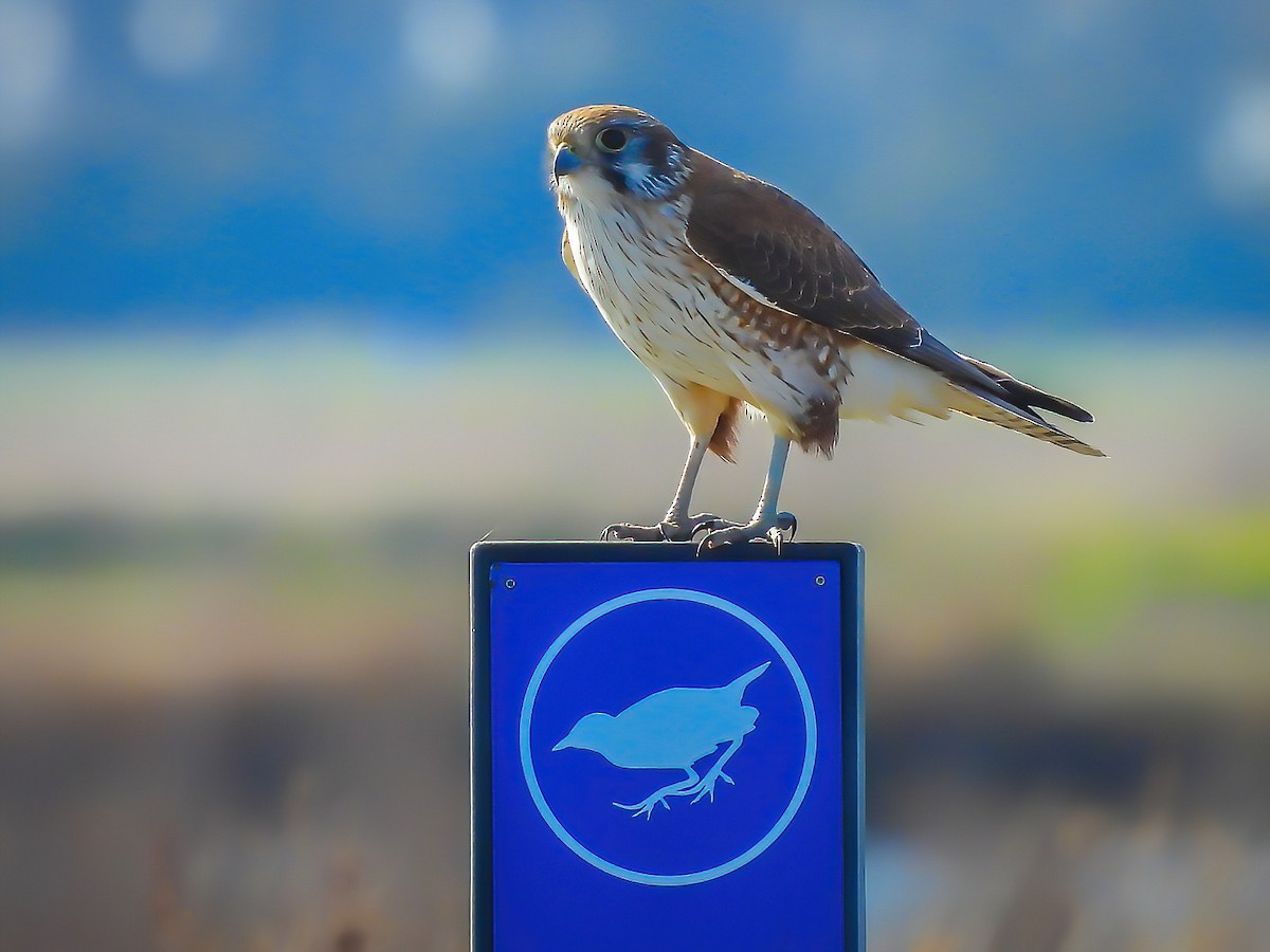 Brown Falcon - ML638784378
