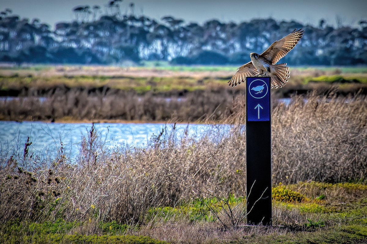 Brown Falcon - ML638784379