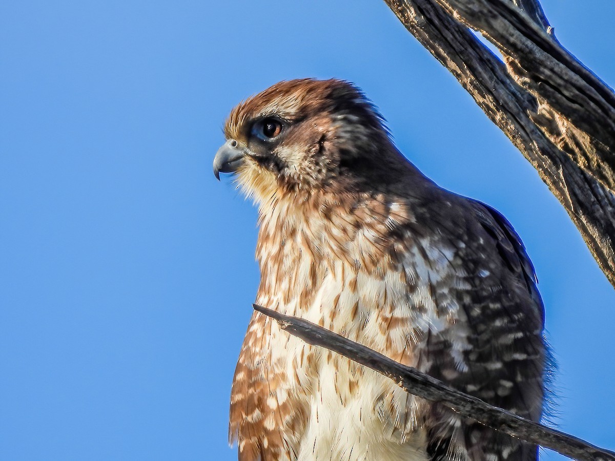 Brown Falcon - ML638784380