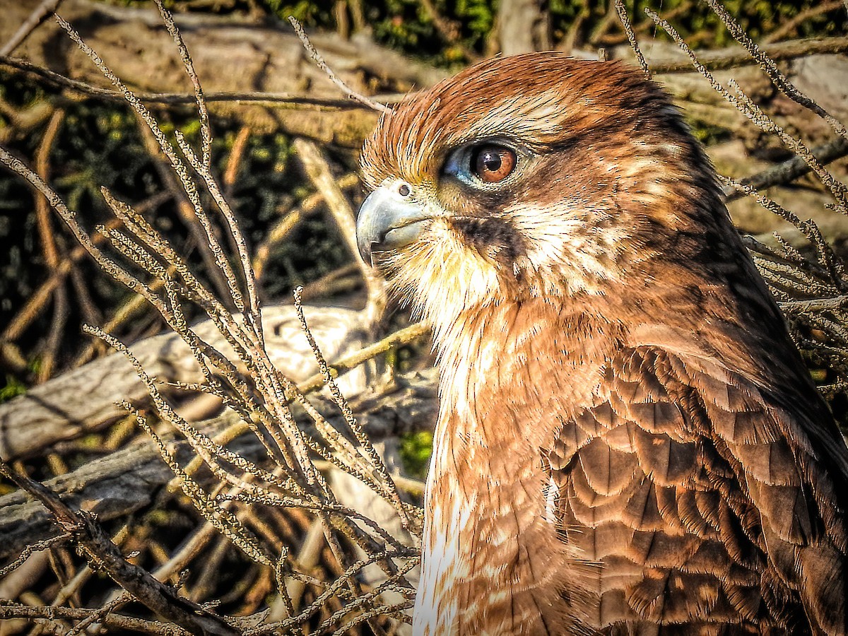Brown Falcon - ML638784381