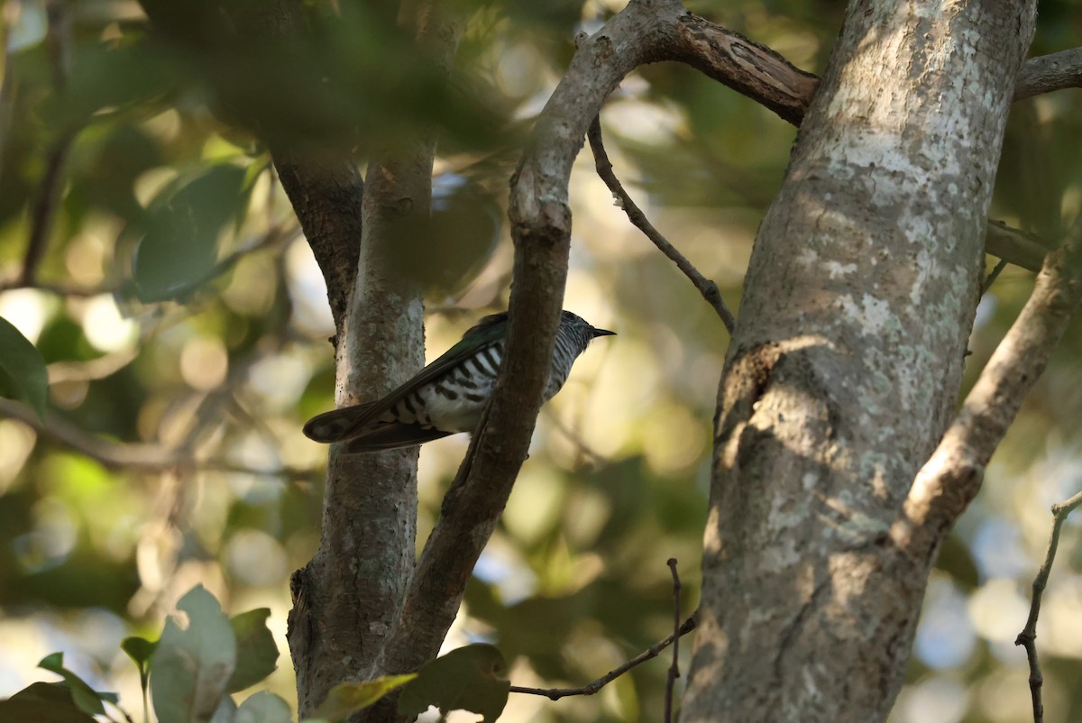 Shining Bronze-Cuckoo - ML638784382
