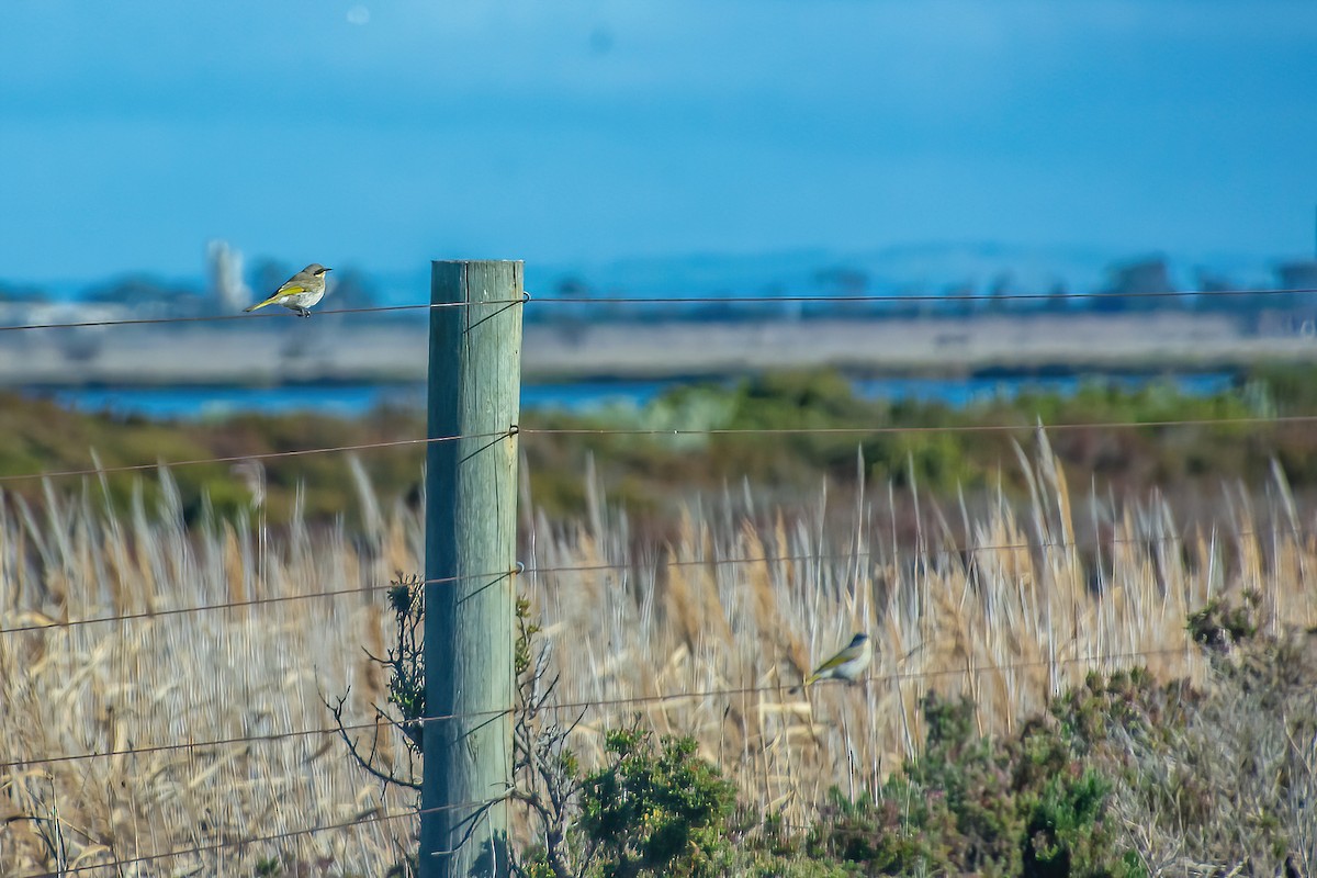 Singing Honeyeater - ML638784384