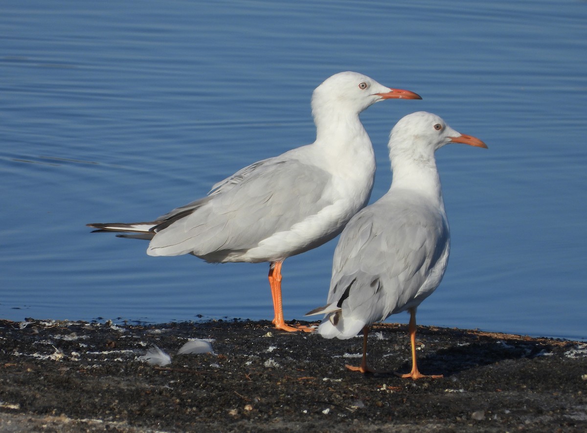 Slender-billed Gull - ML638784386