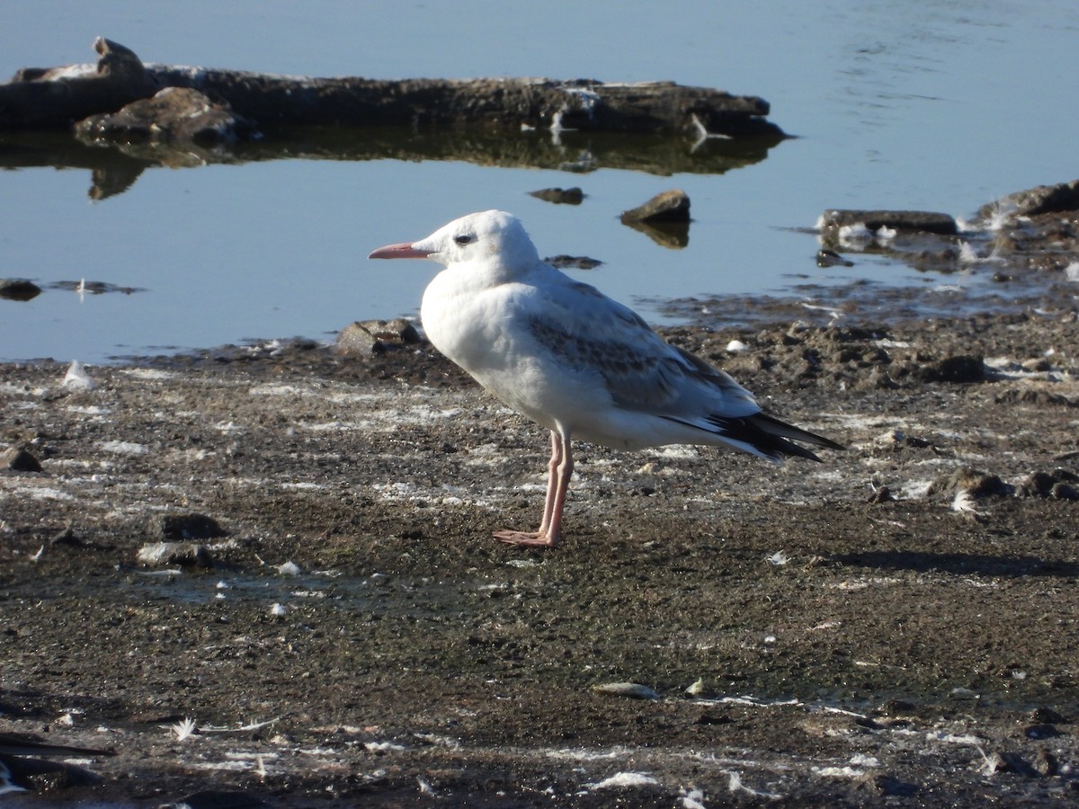 Slender-billed Gull - ML638784389