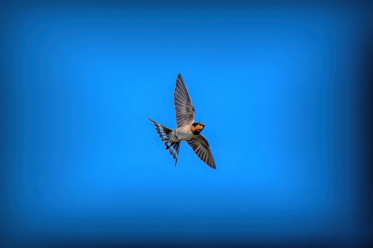 Welcome Swallow - ML638784390