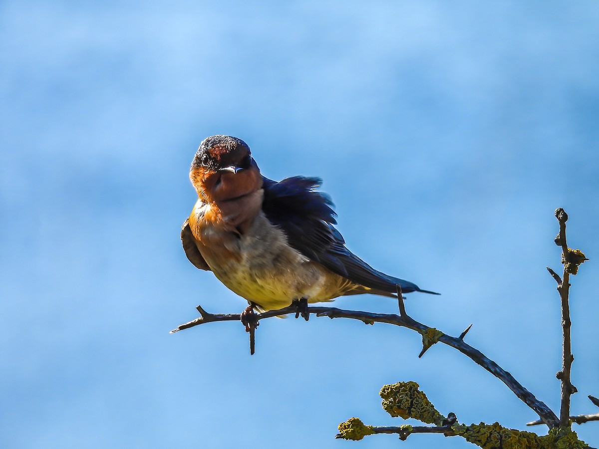 Welcome Swallow - ML638784391