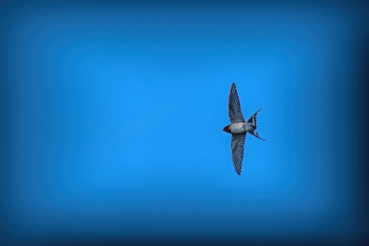 Welcome Swallow - ML638784392