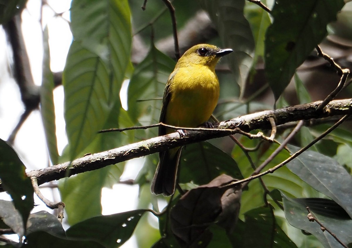 Bornean Whistler - ML638784396
