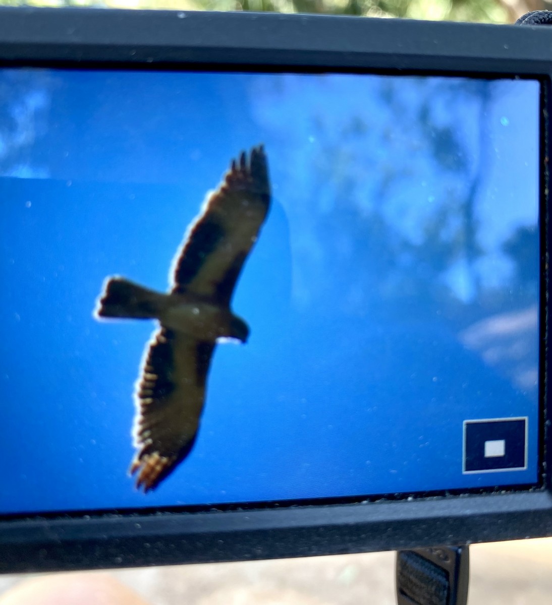 Little Eagle - ML638784409