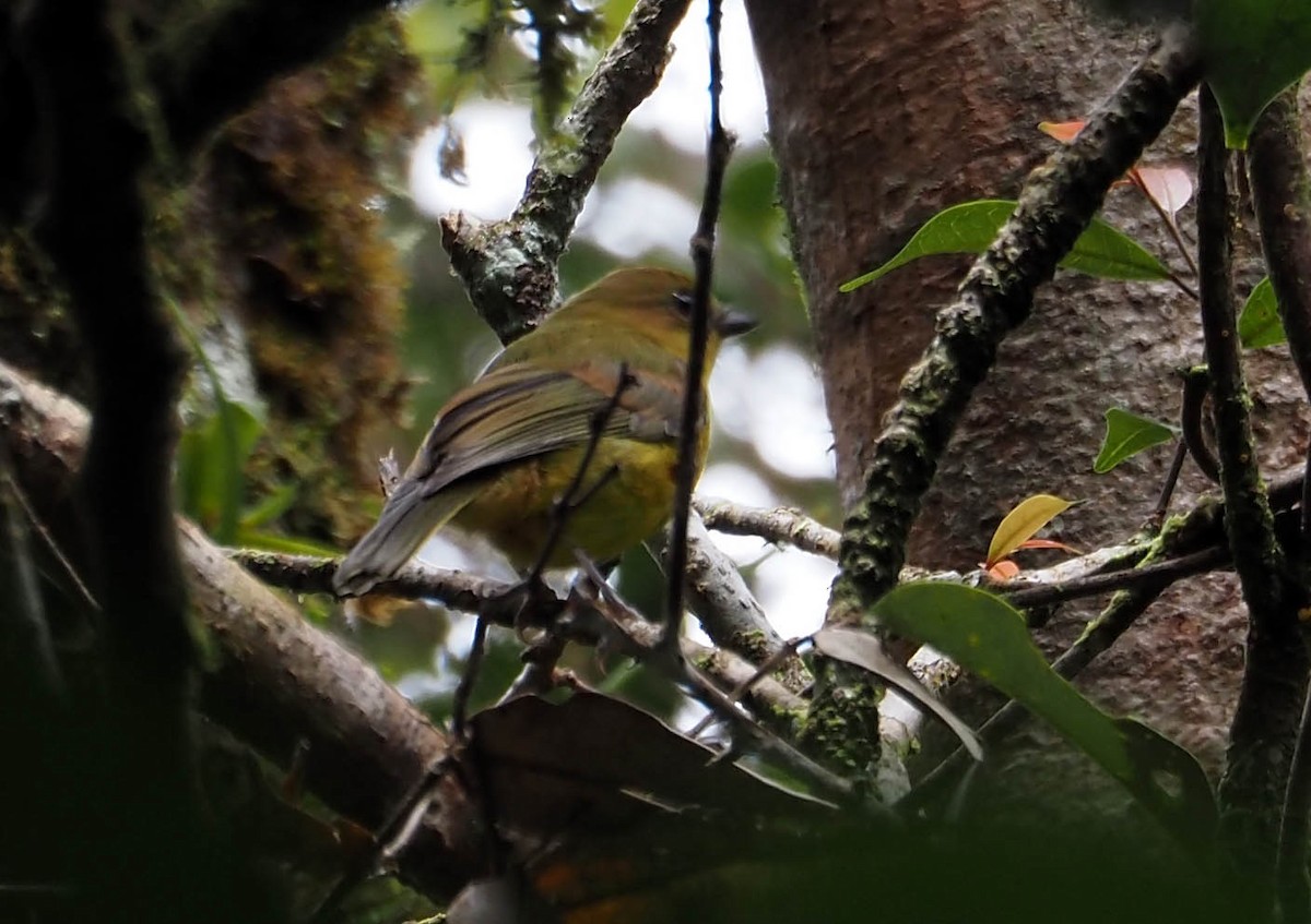 Bornean Whistler - ML638784439