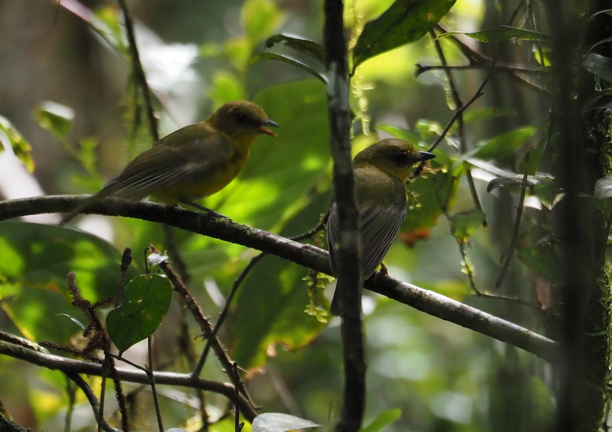 Bornean Whistler - ML638784440