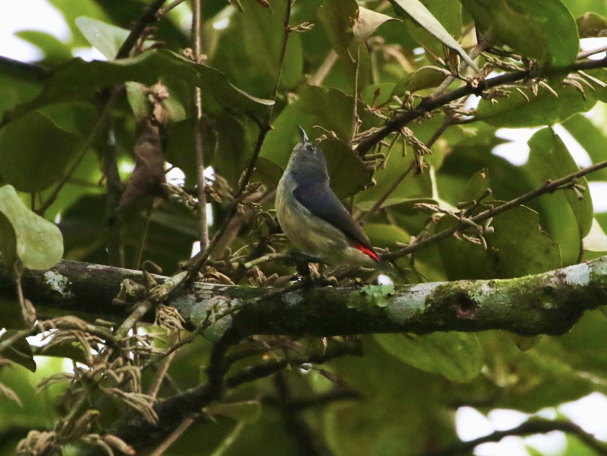 Javan Flowerpecker - ML638784460