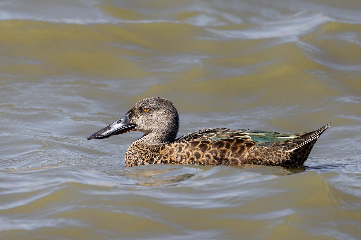 Australasian Shoveler - ML638784481