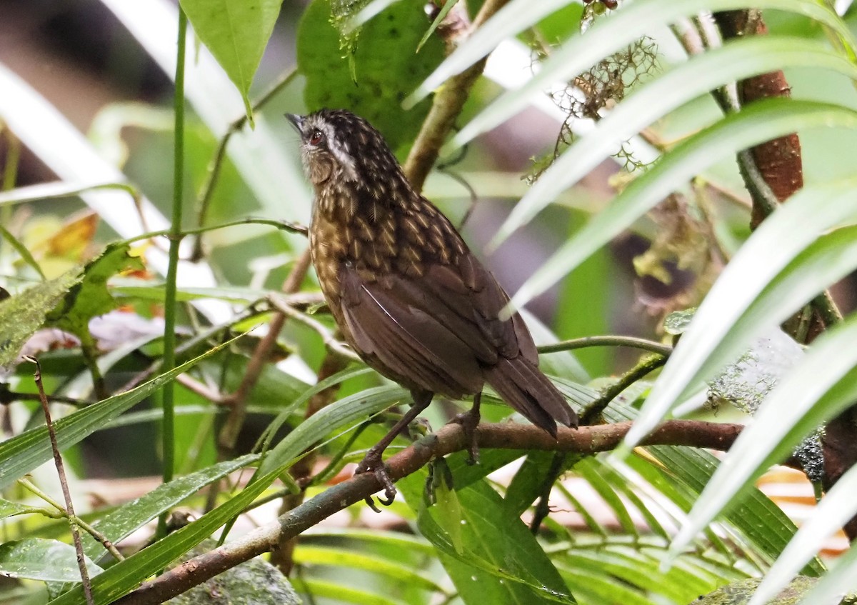 Mountain Wren-Babbler - ML638784496