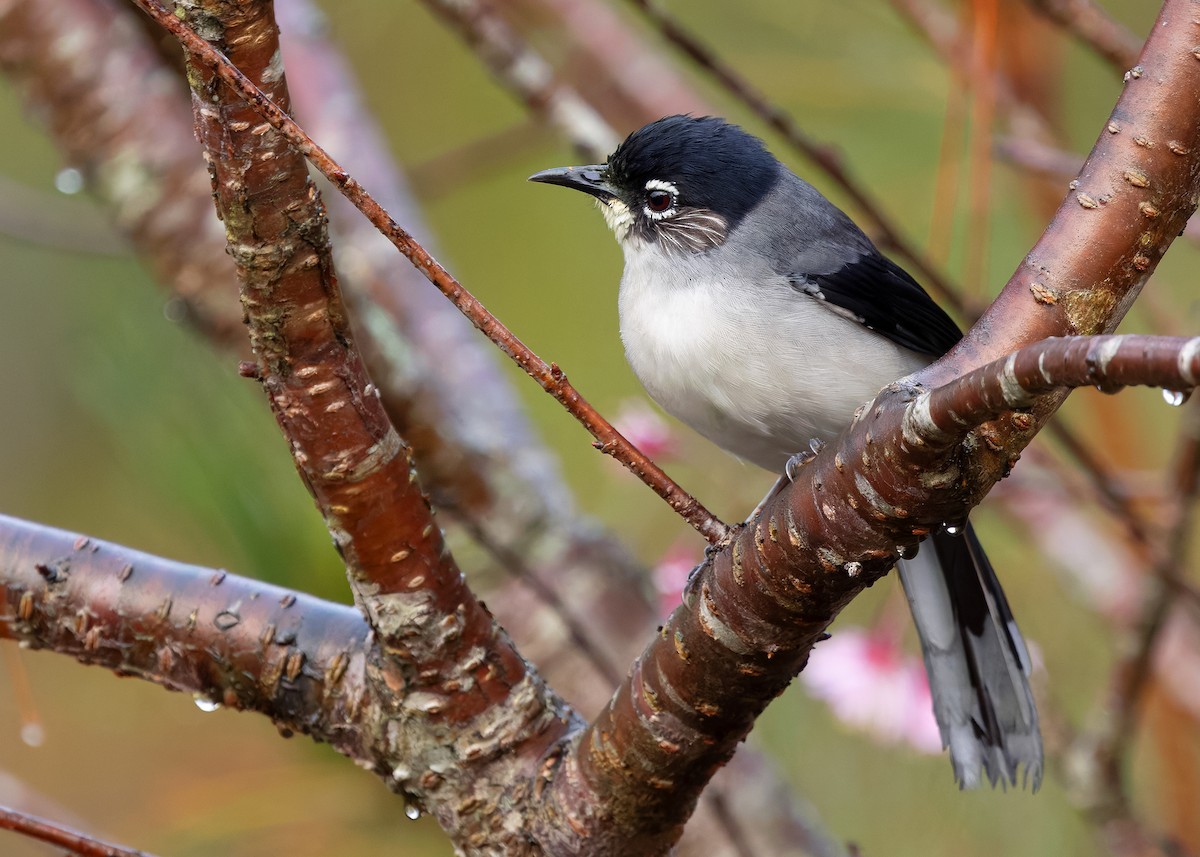 Black-headed Sibia (Lang Bian) - ML638784505