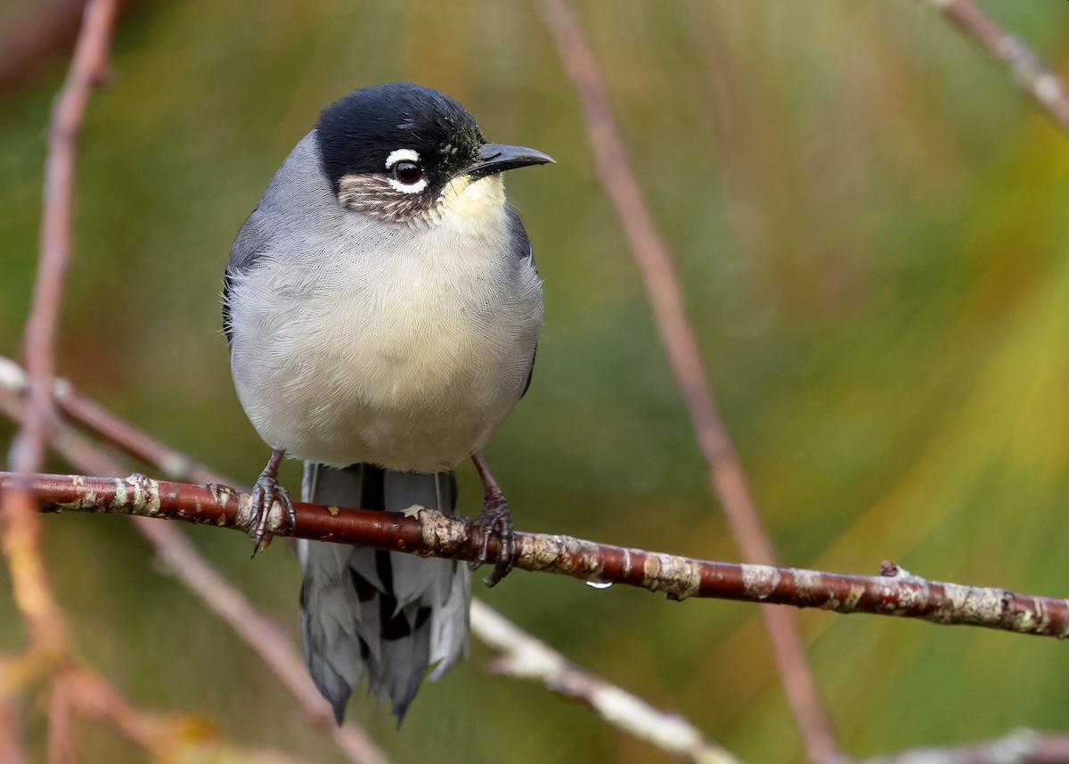 Black-headed Sibia (Lang Bian) - ML638784508