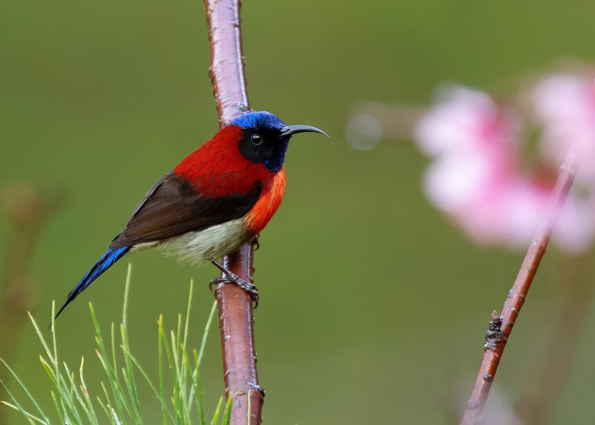 Black-throated Sunbird (Dalat) - ML638784523