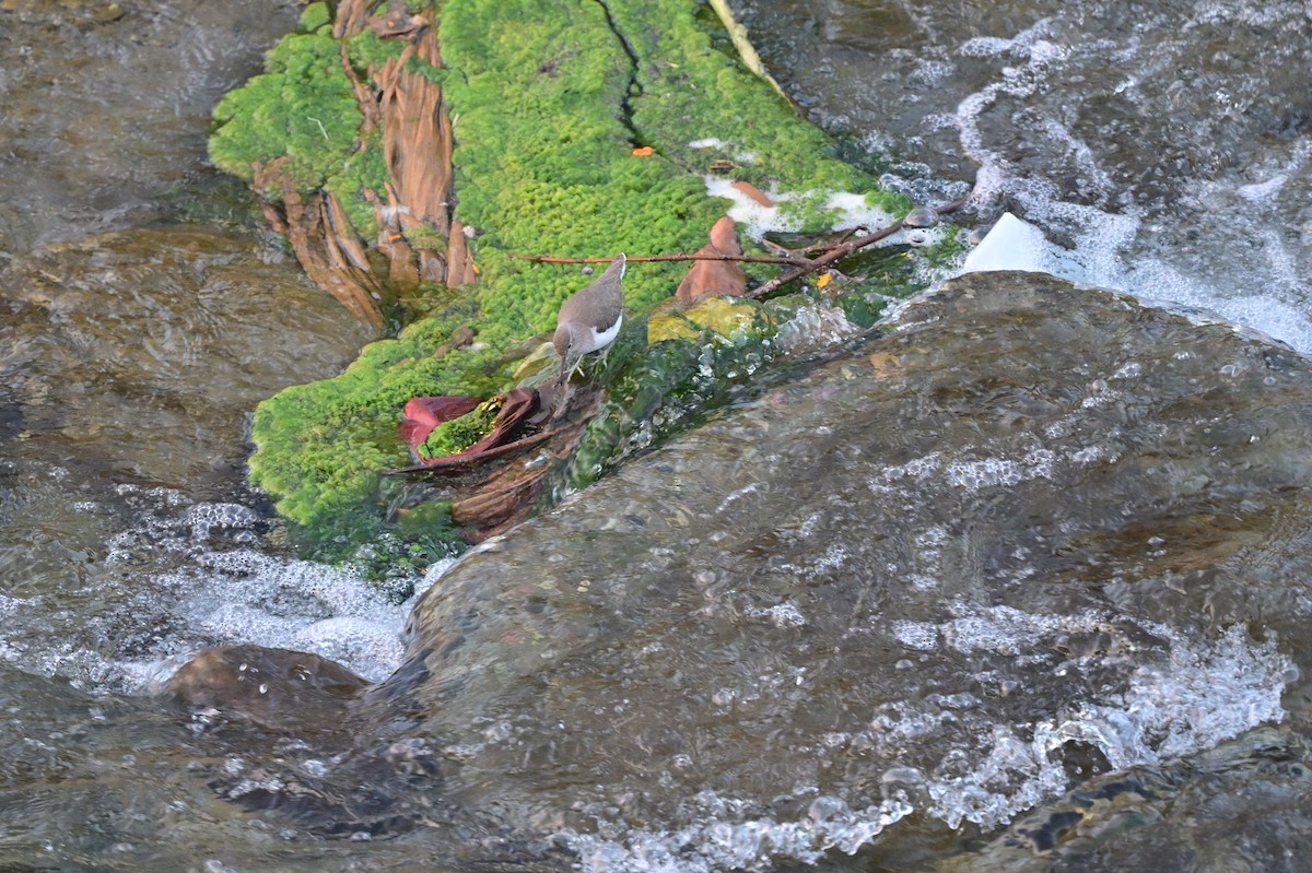 Common Sandpiper - ML638784535