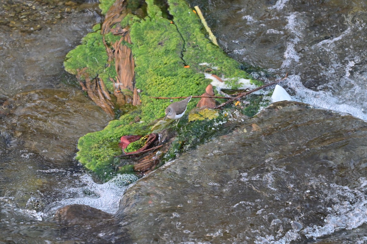Common Sandpiper - ML638784536