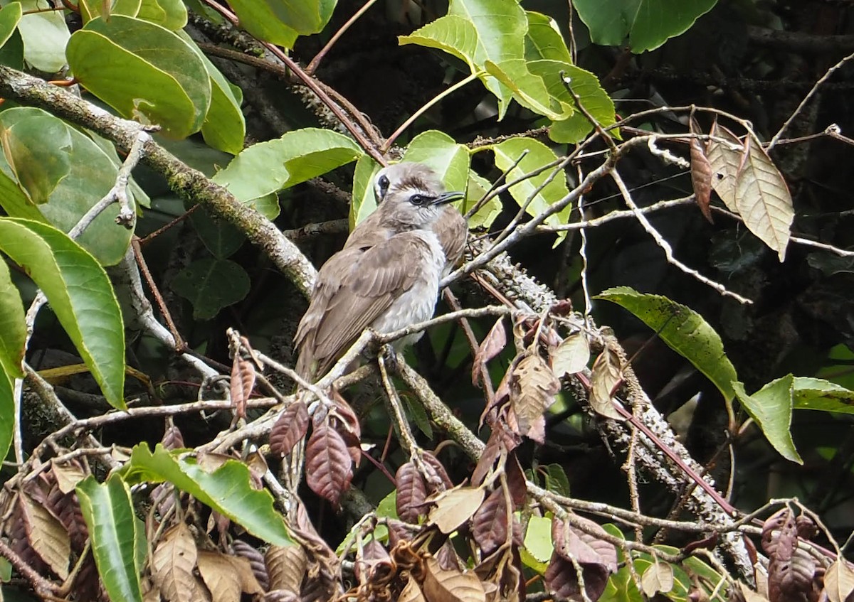 Yellow-vented Bulbul - ML638784597