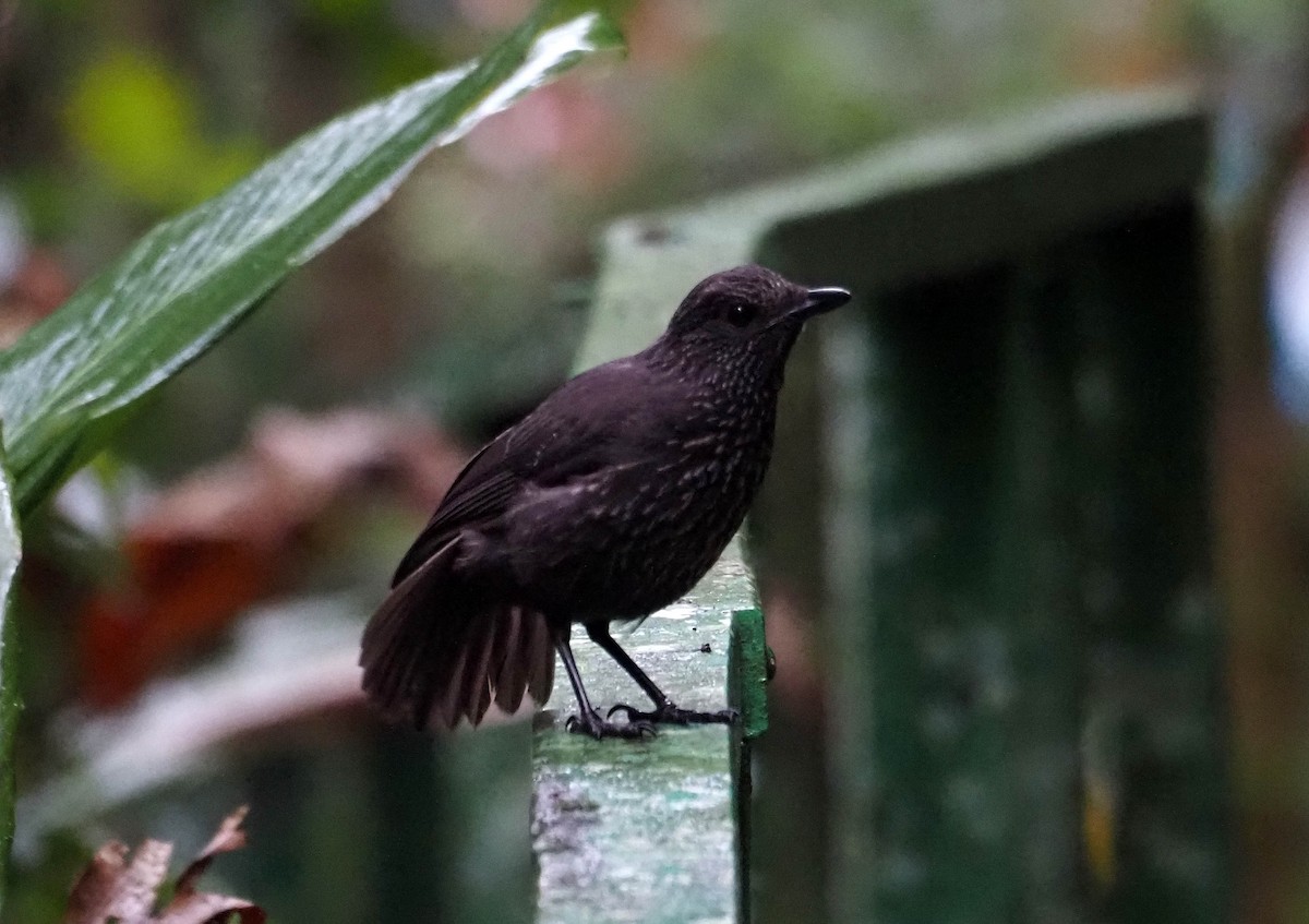 Bornean Whistling-Thrush - ML638784599