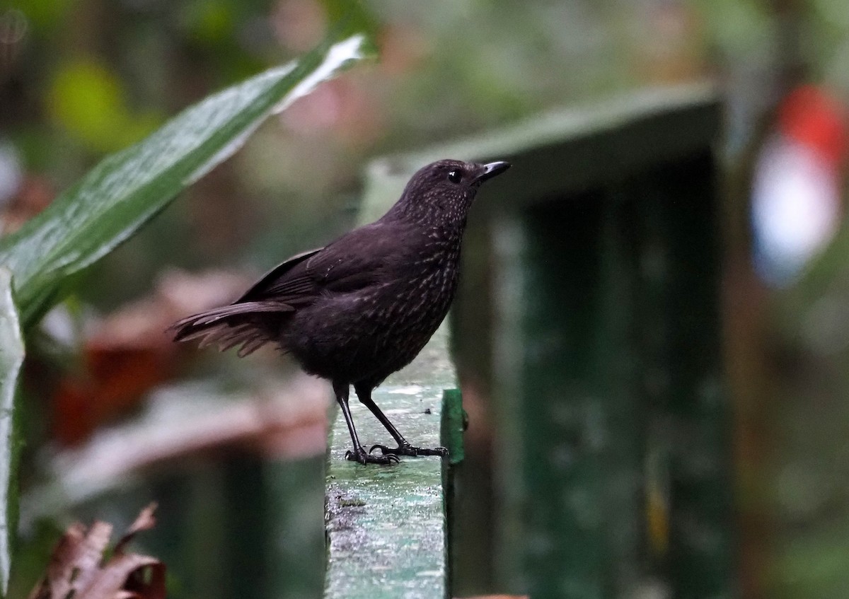 Bornean Whistling-Thrush - ML638784600