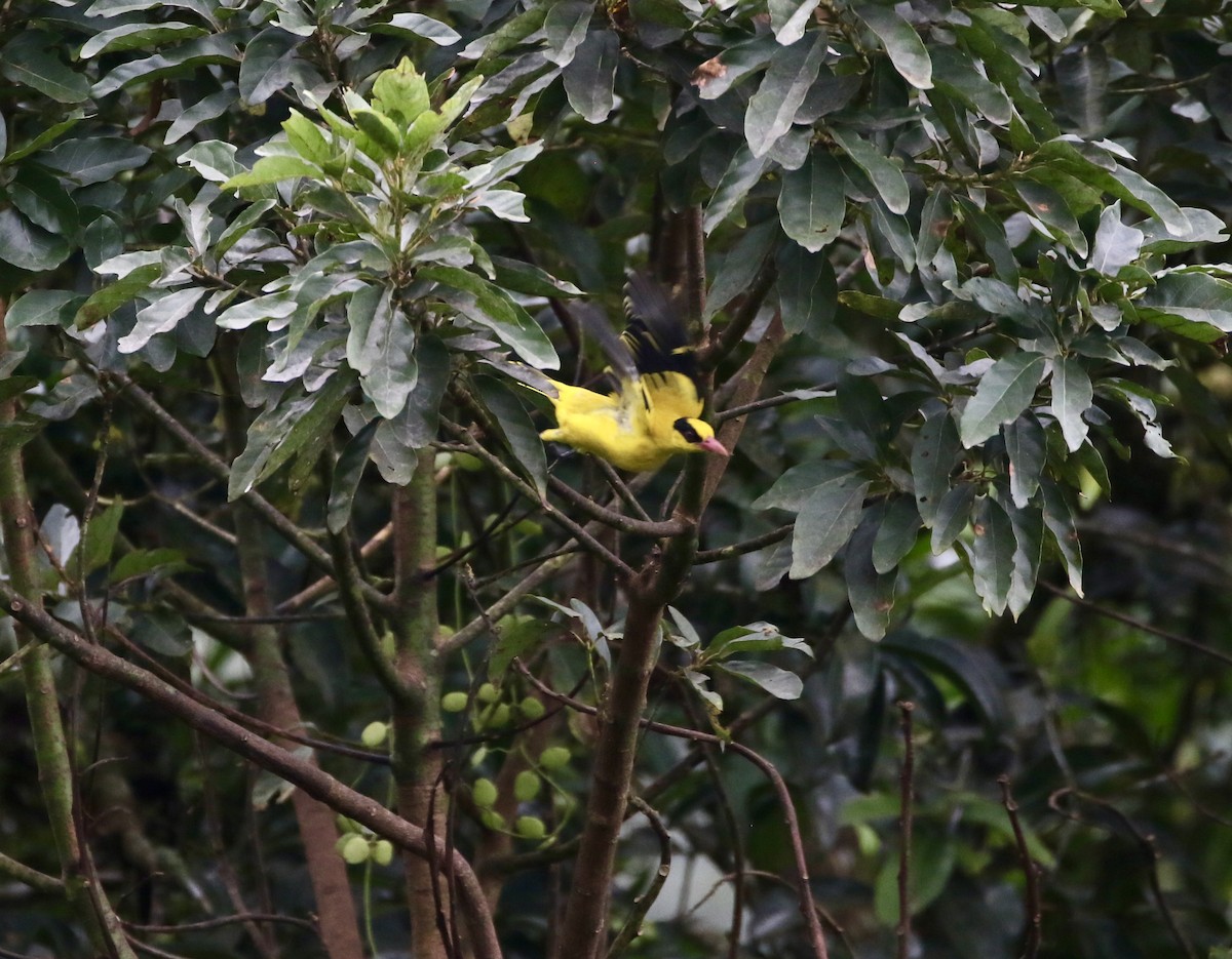 Дорнын шаргач - ML638784605