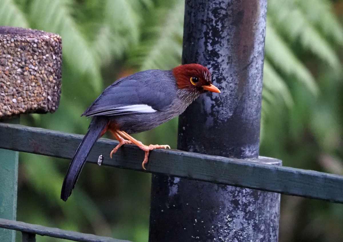 Chestnut-hooded Laughingthrush - ML638784632