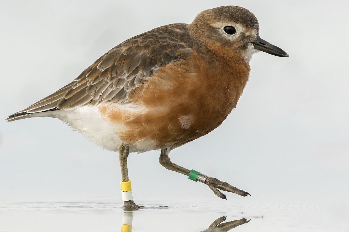 Red-breasted Dotterel (Southern) - ML638784640