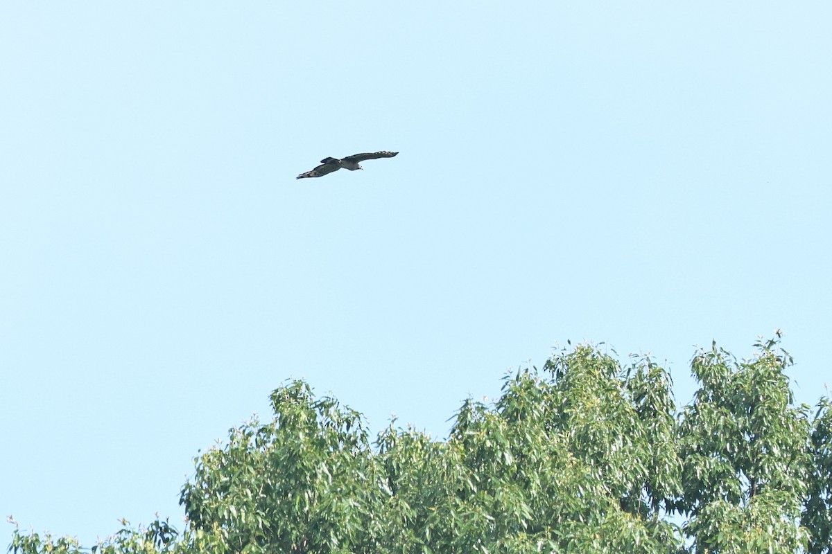 Oriental Honey-buzzard (Northern) - ML638784646