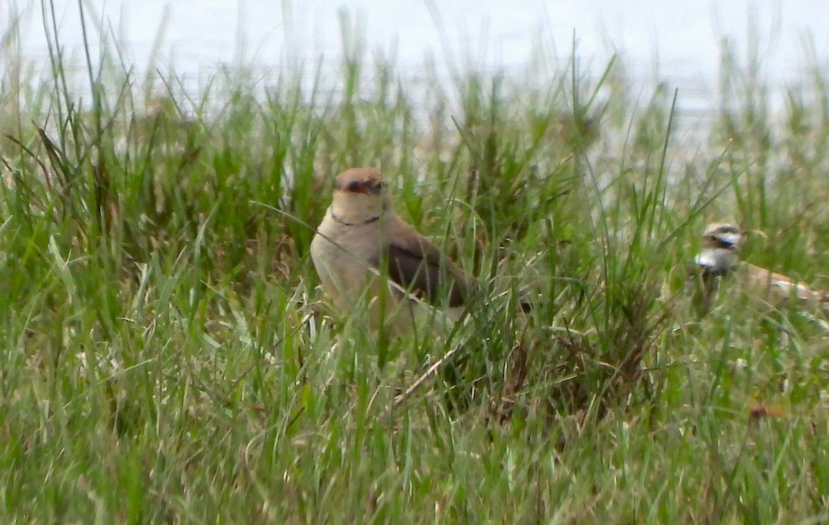 Collared Pratincole - ML638784698