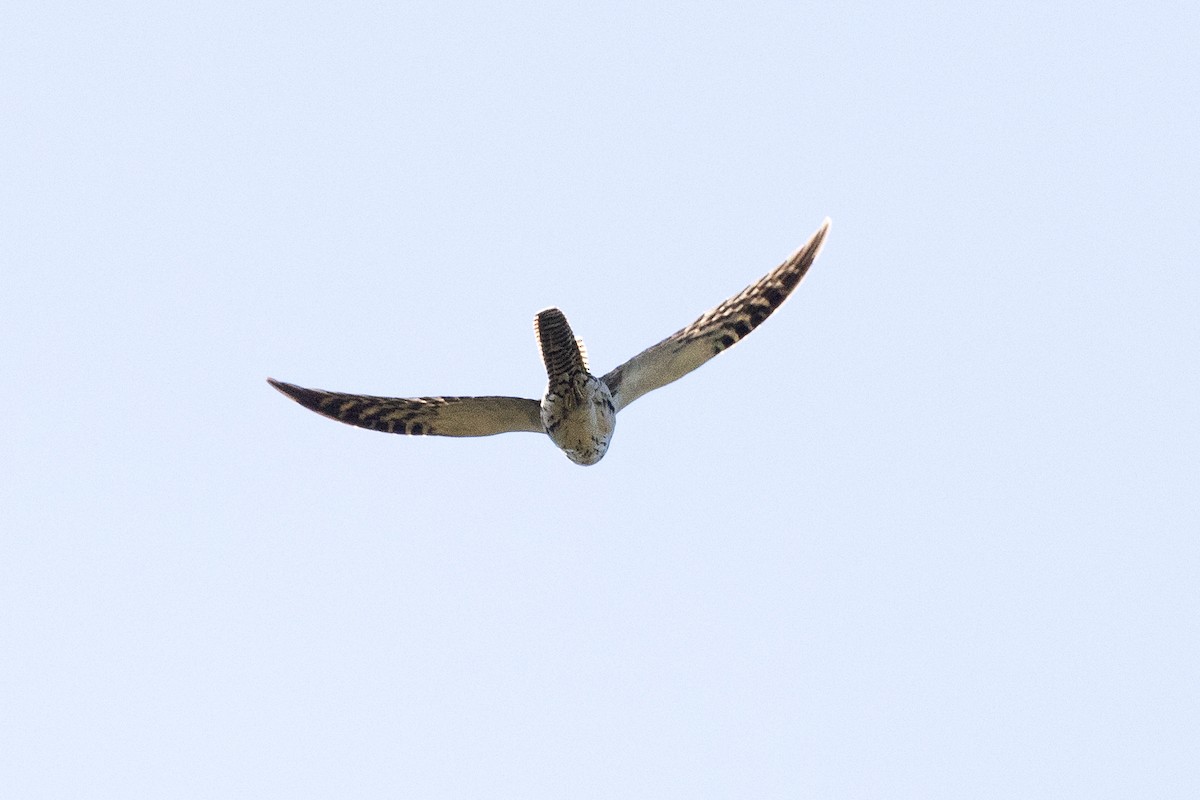 Long-tailed Koel - ML638784708