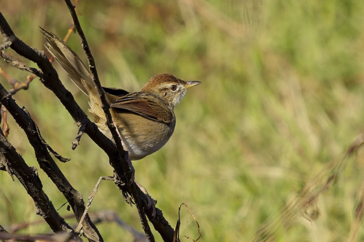 Tawny Grassbird - ML638784712