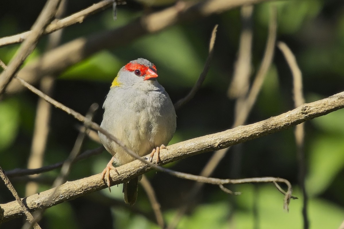 Red-browed Firetail - ML638784718
