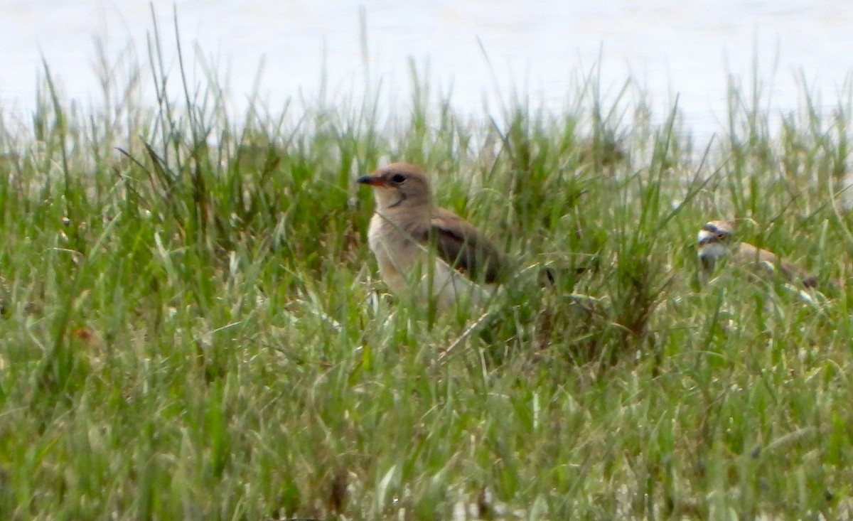 Collared Pratincole - ML638784726