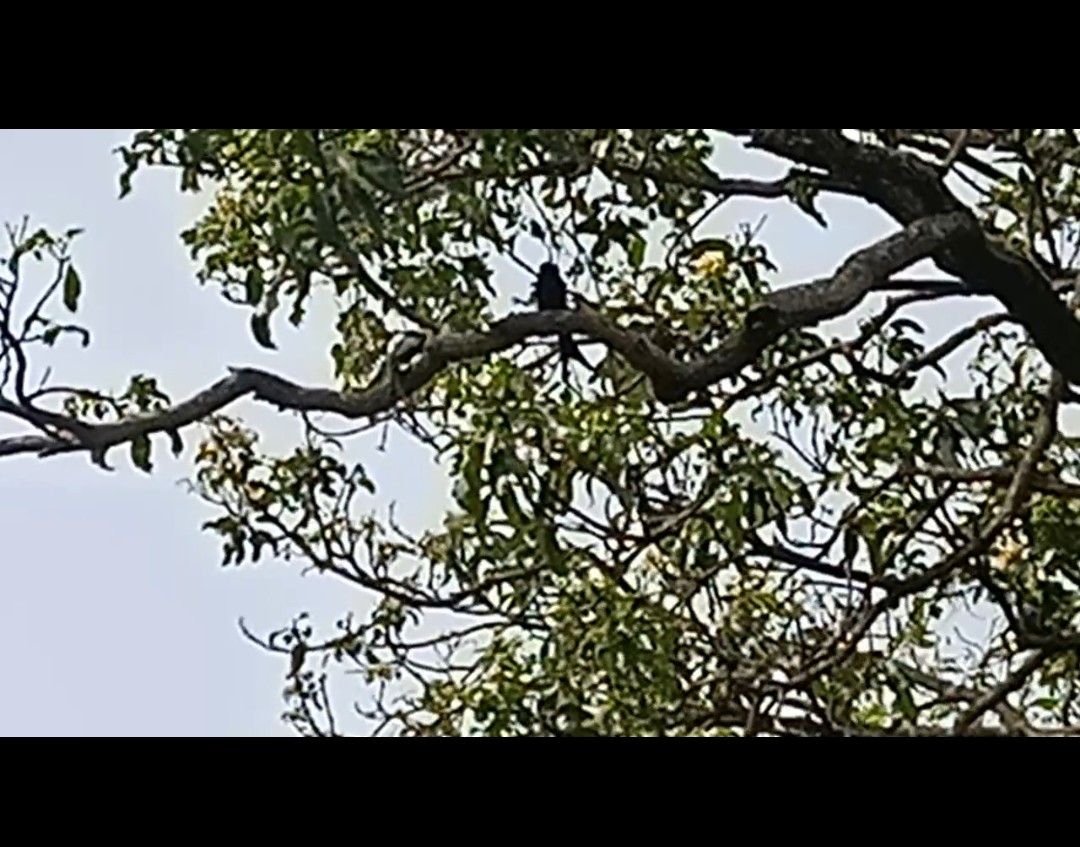 Black Drongo - ML638784845