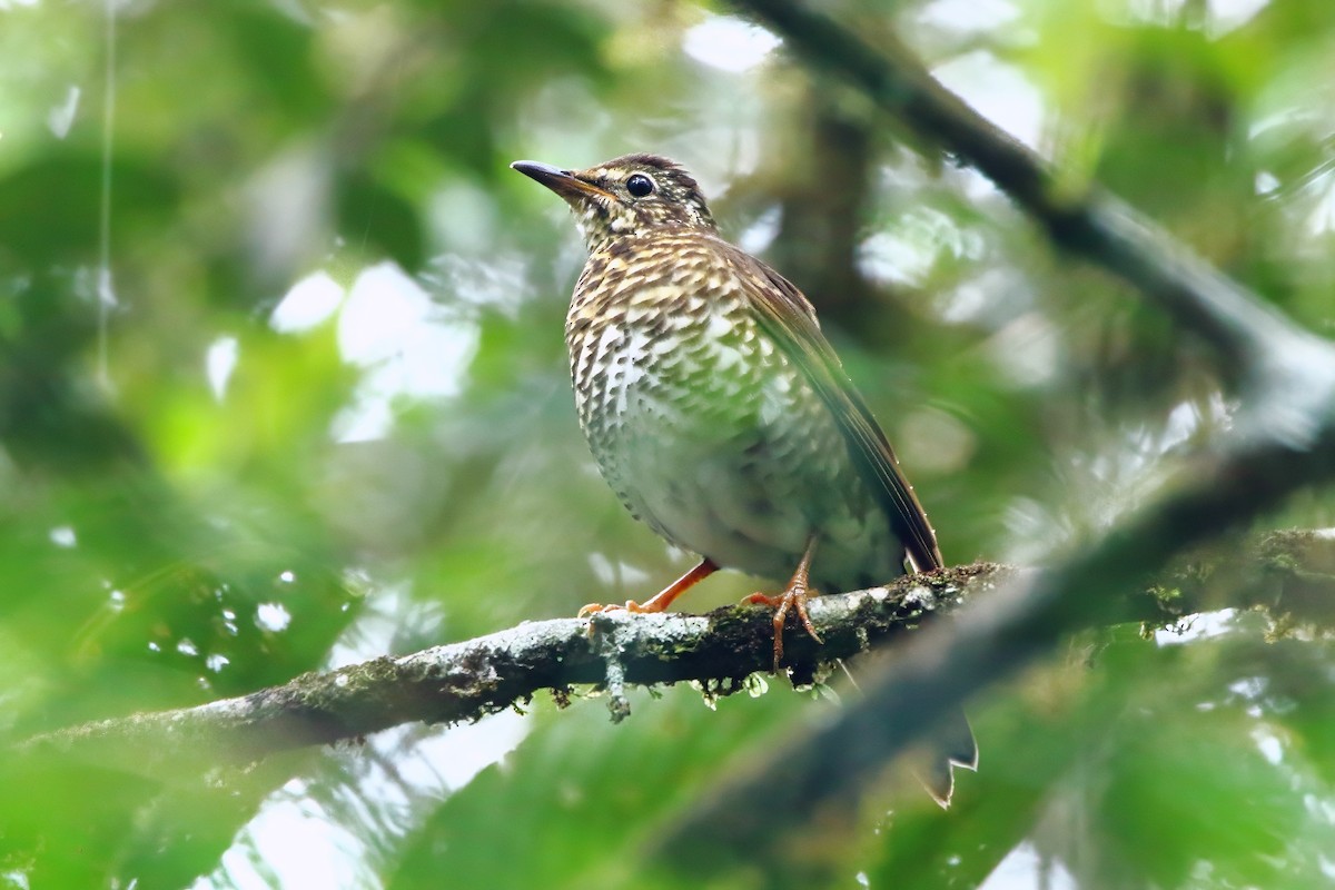 Siberian Thrush - ML638784847
