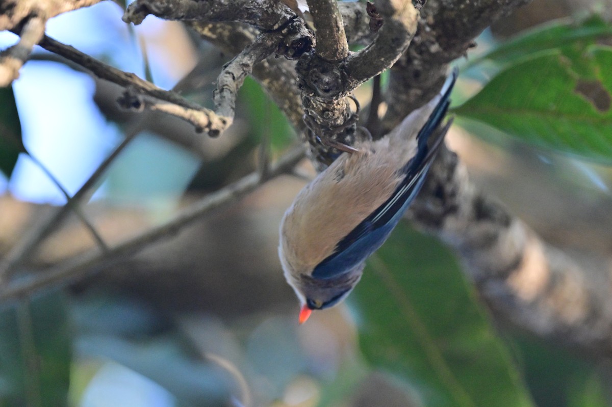 Velvet-fronted Nuthatch - ML638784863