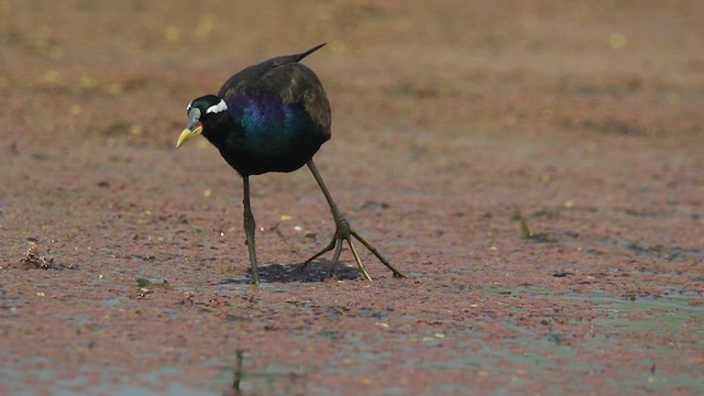 Bronze-winged Jacana - ML638784893