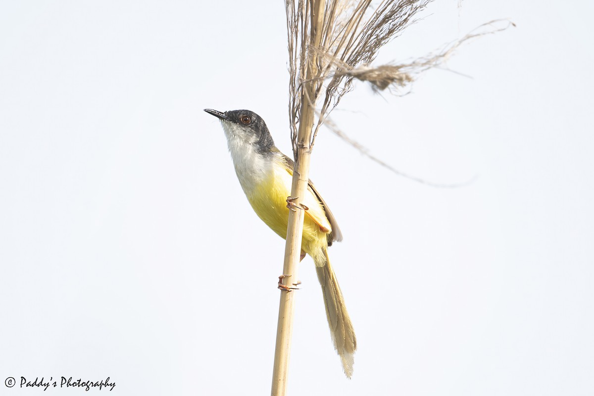 gulbukprinia - ML638784896