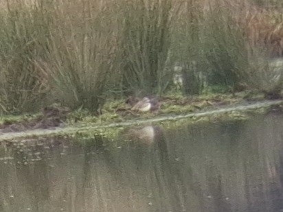 Schwarzstirn-Regenpfeifer - ML638784909