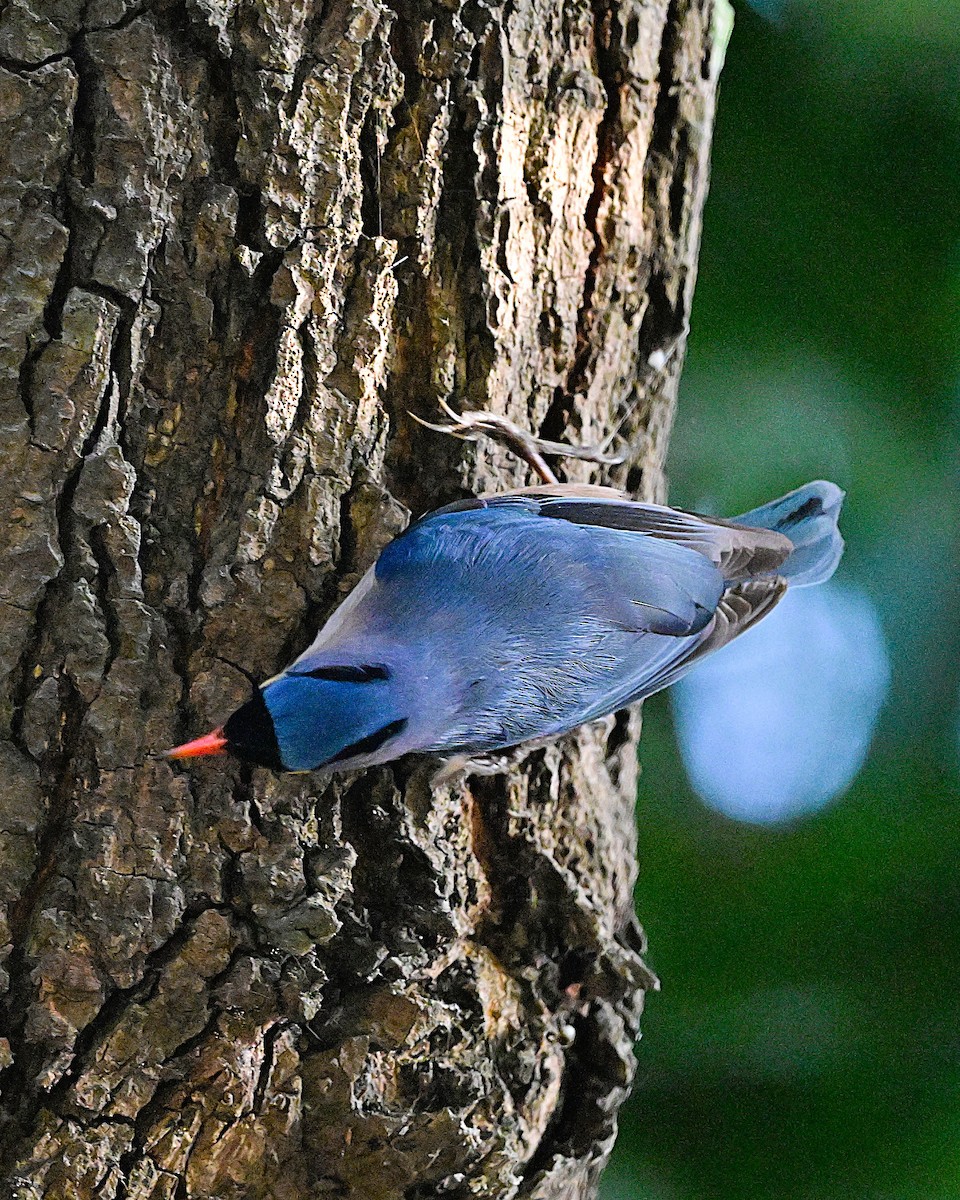 Velvet-fronted Nuthatch - ML638784941