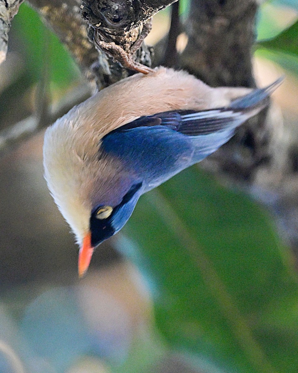 Velvet-fronted Nuthatch - ML638784942